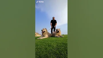 في اي بلد ليا علامه معرفش دول اسود ولا كلاب 