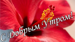 С ДОБРЫМ УТРОМ !🌼Желаю Самого Доброго Солнечного Утра!🌼  Шикарная Музыкальная открытка 🌼