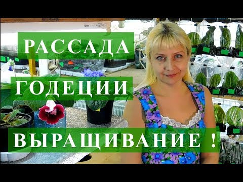 Вопрос: Почему стала вянуть годеция?