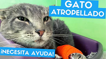 ¿Qué pasa si atropello a un gato?