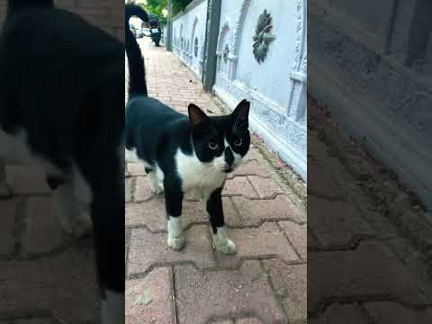 Bir Minnoş Kedi Günaydın Dedi 🐈‍⬛ #shorts #short #shortvideo #viral #viralvideo #animals
