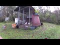 Bobcat attacks chickens in broad daylight. Keeping chickens safe fail. The hunt begins.