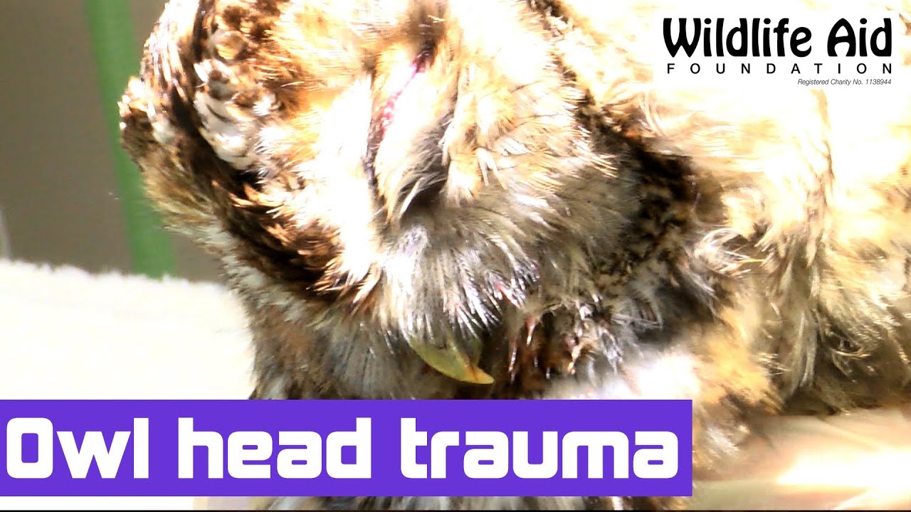 wildlife sos facebook This Tawny Owl has a head trauma
