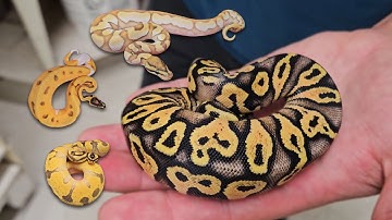 2024 BALL PYTHON SEASON UPDATE : GORILLA, CANTALOUPE, BURN, APRICOT, SCRAMBLER !