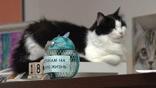 «Работаю на себя». Котокафе