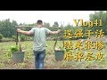 Vlog41王刚帮四伯干农活，半天下来肩膀掉了一层皮！大家猜猜王刚挑的是啥东西？Fertilizing the crops