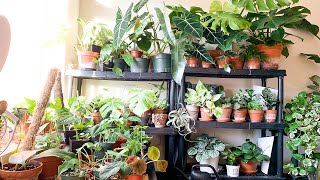 My Rare Houseplant Collection Tour! Complete Houseplant Tour of All My House Plants!