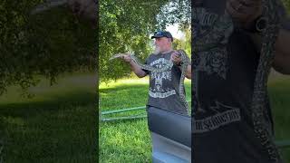 Releasing coastal python to the wild