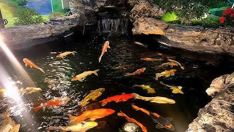 Thư Giãn Tiếng Nước Chảy Cùng Đàn Cá Coi | Hồ Cá Coi Nhân Tạo Đẹp Nhất