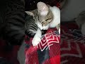 Data Tail-Batin' #dataspeed #cat #bottlefedbaby #dailyrituals