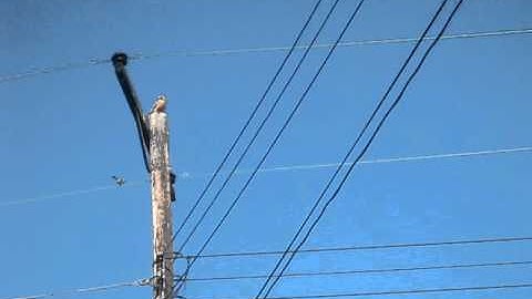 Mockingbird mobbing red-shouldered hawk
