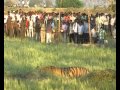 Chandrapur- Tiger in Ashta Village