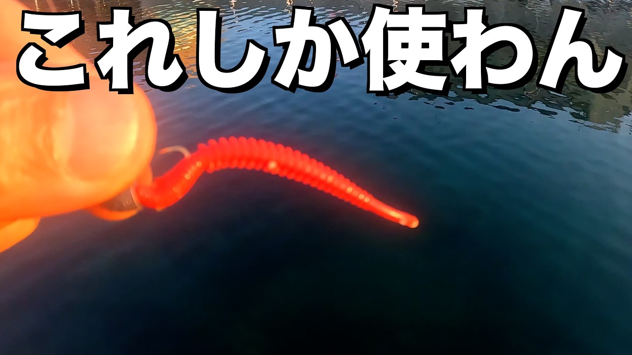 For some reason, I was able to easily catch large horse mackerel