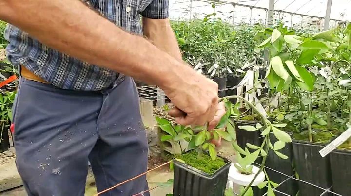 Simple Citrus Grafting Technique by Madison Citrus Nursery