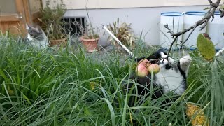 Norwegian Forest Cat: Evening in the Garden