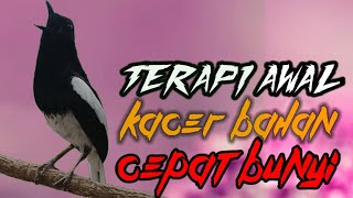 Terapi awal suara dasar Kacer ngeplong memanggil Kacer bahan agar cepat bunyi nyaut gacor