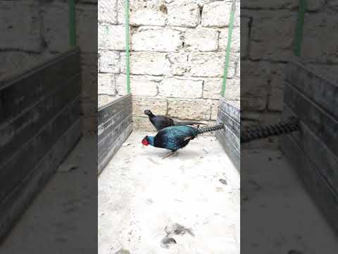 Melanistik Qırqovul(Zümrüd Rumun) Melanistic Pheasant