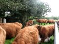 Succesfully moving Highland Cattle into the new field