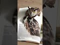 book of owl #owl