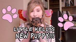 Little Kelly Vlogs : MEET MY NEW PUPPY BUTTONS! w/Harley & Bill