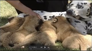 Baby Lions Mothered by a Dalmation Dog! | Strange But True | Full Episode