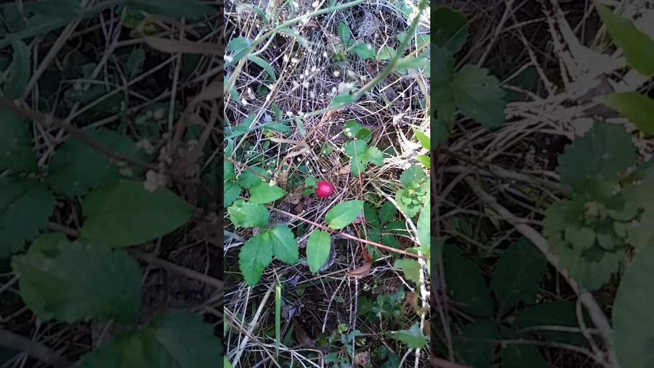 camera iphone 8 plus apk A little walk around the yard this morning