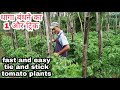 New way to tie and stick tomato plants  tamatar me dhaga kaise bandhe  farming