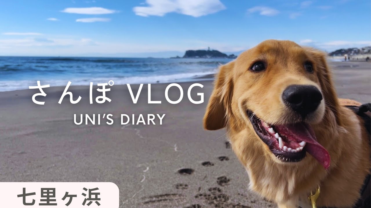 【スローライフ？】ゴールデンレトリバーの子犬と一緒に鎌倉周辺の散歩コース【大型犬と暮らす】【Vlog】