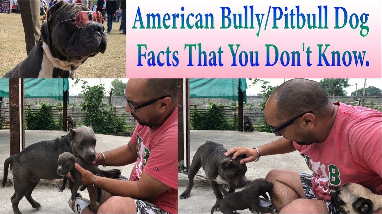 puppy paradise American Bully/Pitbull Dog Facts That You Don't Know.