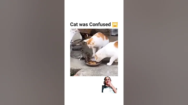 Video 4467151: cat kitten funny, funniest cat faces