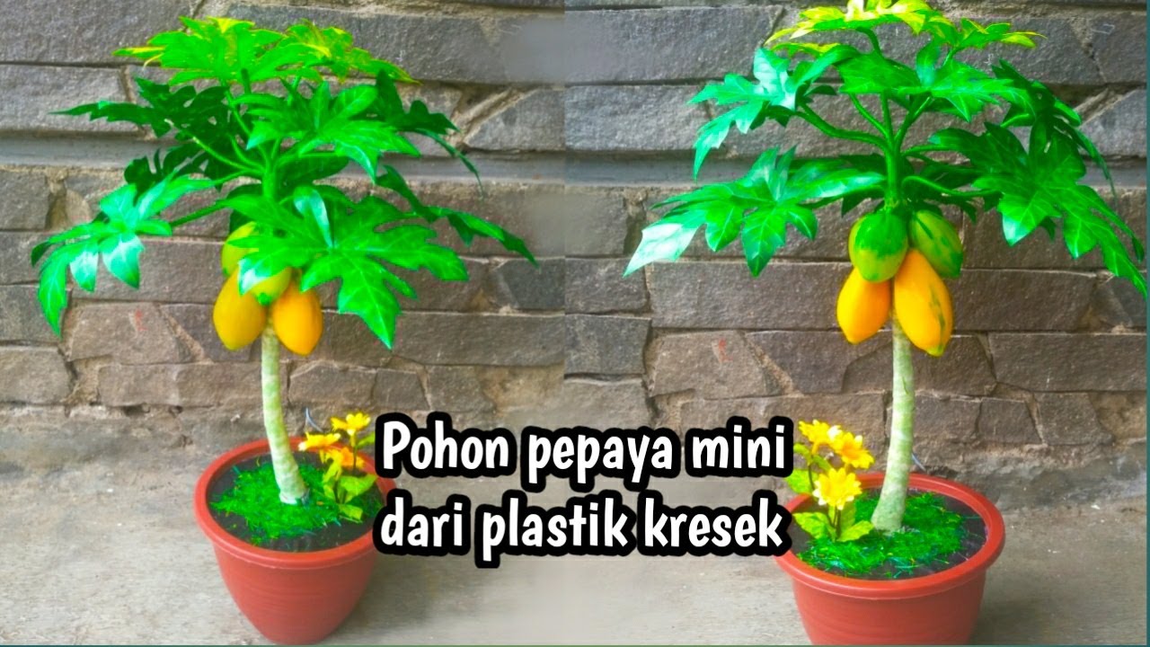 DIY miniatur pohon pepaya dari plastik kresek