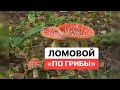 ЛОМОВОЙ - По грибы