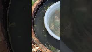 Wine barrel wildlife pond & bog filter day one “a murky murky mess” shorts