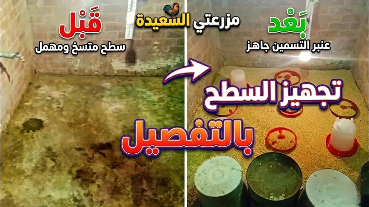 تجهيز مكان الكتاكيت من الألف للياء ✅ تعقيم، تهوية، وفرش.. عشان تضمني دورة سوبر