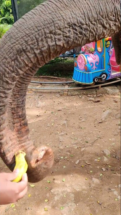 Elephant eating cock
