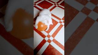 القطط الشيرازي البيضاء عيون زرقاء cat cute cutecat animal amazing kitten catlover kittycat