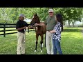 Foal Friday: Coach Rocks and Life Is Good Filly
