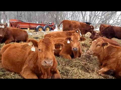 New Calves