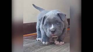 Playful pitbull puppy - (The cutest thing you will see today)