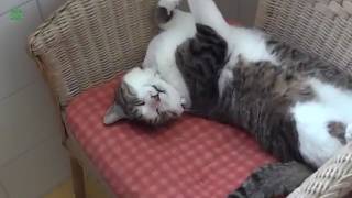 The Best Funny Fail Videos Compilation 2017 - Pranks V