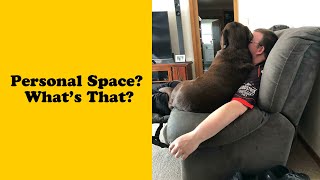 50 Funny Pets Who Know No Boundaries When It Comes To Personal Space 2/2