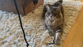 The Smartest Cat Breed In The World! by Maine Coon Central 1,280 views 1 year ago 1 minute, 11 seconds