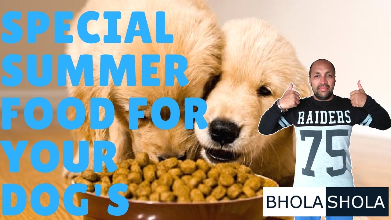 best dog food for summer