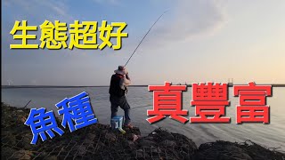 #台西釣點 超豐富魚種，好友出遊不怕沒位子喔！Fishing  台湾の釣り 낚시 câucá 爆釣 パチスロ