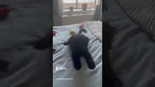 Early Morning Playtime for Mugsy #mugsy #shorts #short #dogshorts #dogshort #bernedoodle