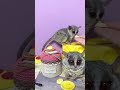 ショウガラゴ一家のわちゃわちゃお誕生日会🐵🐵🐵🐵