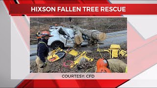 Fire crews rescue driver after tree crushes car