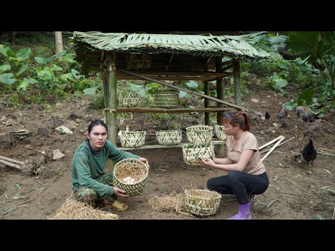 Making a bamboo house for chickens to lay eggs, farmer's life, survival alone