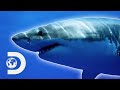 SCARIEST Great White Shark Encounters! l Shark Week