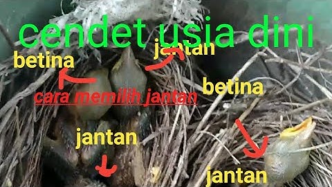 Memilih anakan cendet jantan